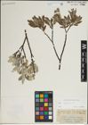 Foto von Salix lapponum L.